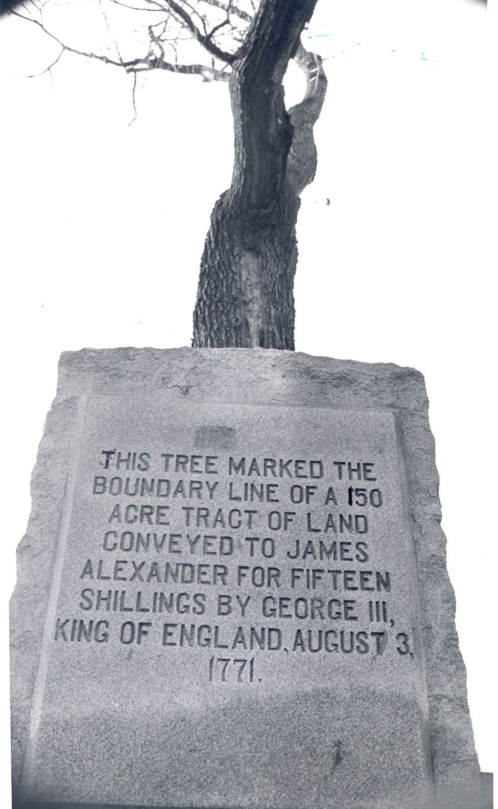 Boundary oak